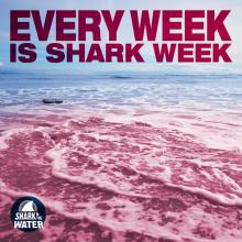 Shark in the Water - Every Week is Shark Week